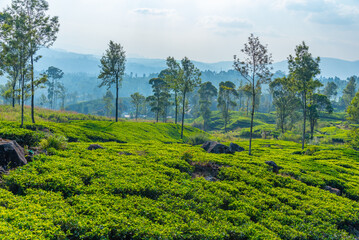 Wall Mural - Tea plantations around Nuwara Eliya in Sri Lanka