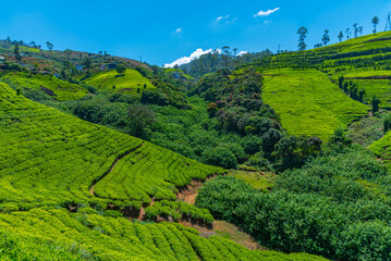 Wall Mural - Panorama of tea plantations around Nuwara Eliya in Sri Lanka