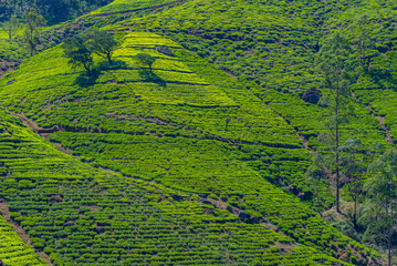 Wall Mural - Tea plantations around Nuwara Eliya in Sri Lanka