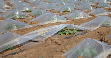 Wall Mural - Field of watermelon and melon plants under small protective plastic greenhouses