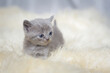 Młody kotek malutka kuleczka Brytyjski od razu po otworzeniu oczek w puchowym chodniczku.