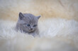 Mały kotek Brytyjski, puchowa kuleczka na puchowym dywanie