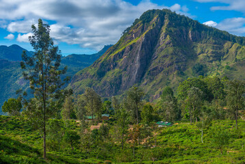 Poster - Tea plantation surrounding Little Adam's peak at Ella, Sri Lanka