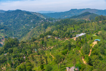 Canvas Print - Tea plantation surrounding Little Adam's peak at Ella, Sri Lanka