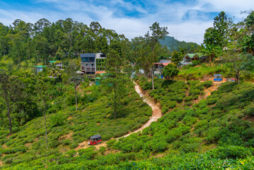 Canvas Print - Tea plantation surrounding Little Adam's peak at Ella, Sri Lanka