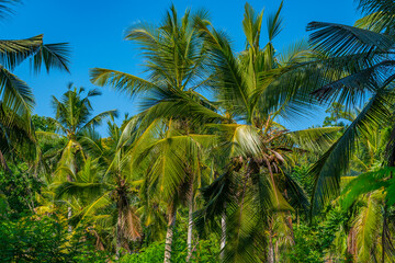 Wall Mural - Tea plantations at Handunugoda tea estate near Koggala, Sri Lanka