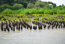 Young Trees In The Mangrove Forest, Mangroves Trees In Thailand