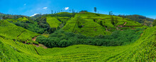 Tea Plantations Around Nuwara Eliya In Sri Lanka