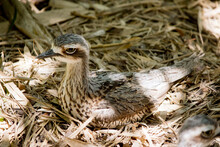 The Bush Stone Curlew Is On A Nest