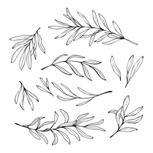 Hand Drawn Illustrations Of Olive Branches Isolated On A White Background.