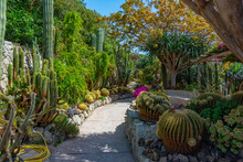 Succulents And Cactuses At Giardini Ravino Gardens At Forli, Ischia, Italy