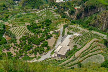 Wall Mural - Agricultural landscape of Ischia, Italy