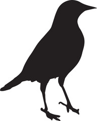 Wall Mural - 
vector crow drawing design