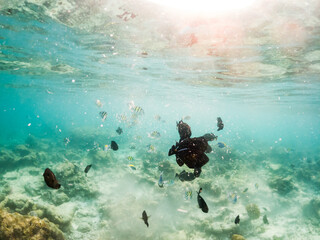 corals and tropical fish underwater sea life