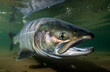 king salmon underwater close-up generated by ai