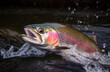 rainbow trout jumping, close-up generated by ai