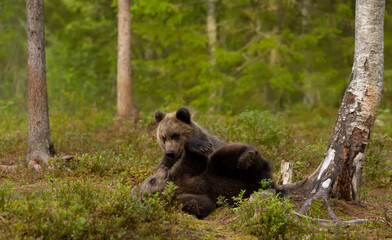 Wall Mural - close up of playful european brown bear cubs in a forest