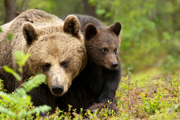 Wall Mural - Mama bear and her cute cub in a forest
