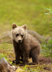 Wall Mural - Close up of a cute Eurasian Brown bear cub in a forest
