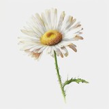 Fototapeta Kwiaty - Springtime Joy: Eye-catching Daisy Watercolor for Your Designs. AI Generated