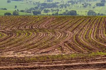 Wall Mural - Plantação úmida e recém regada, brotando do solo. Paisagem vista de uma rodovia em Goiás.