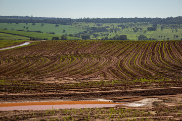 Wall Mural - Plantação úmida e recém regada, brotando do solo. Paisagem vista de uma rodovia em Goiás.