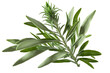 Tarragon on Isolated Tansparent Background, png. Generative AI