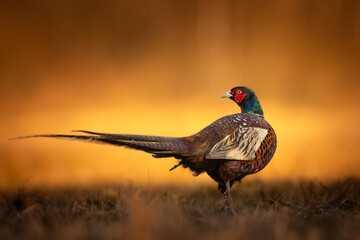 Wall Mural - Common pheasant Phasianus colchius Ring-necked pheasant in natural habitat, grassland in early winter