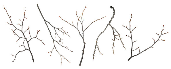 Wall Mural - set of tree branches isolated on a white background. branches without leaves, with buds.