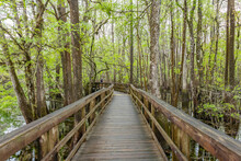 A Wooden Boardwalk Through Cypress Trees In Florida.
