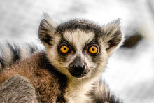 Ring Tailed Lemur Catta Portrait. Close-up