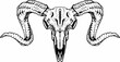 © vega - black and white Ram skull