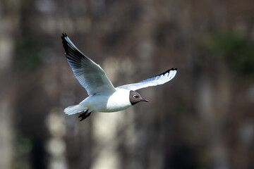 Poster - Black-Headed Gull, Chroicocephalus ridibundus in flight. Adult winter plumage