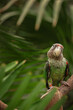 parrot in green