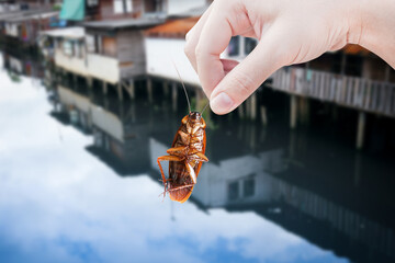 Wall Mural - cockroach with building background, eliminate cockroach in building, apartment, house, Cockroaches as carriers of disease eliminated idea get rid of insects and put insect protection systems