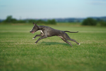 Wall Mural - greyhound dog runs on the lawn. Whippet plays on grass. Active pet outdoors