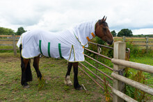 All Wrapped Up And Protected Against Flies, A Beautiful Bay Horse Stands In Field Wearing A New Fly Rug To Prevent Fly Bites On A Summers Day.