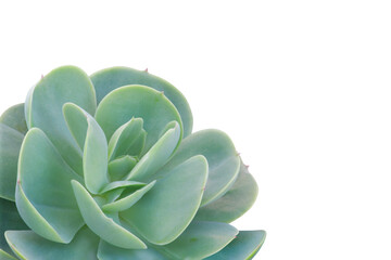 Wall Mural - Echeveria Succulent Plant Isolated on White Background with Clipping Path