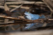 Niebieski samiec żaby moczarowej odbijający się w wodzie blisko
