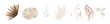 Dried flowers, leaves. Beige hydrangea, cream pampas grass, dry palm leaves, lagurus, lunaria branches. Watercolor style, vector illustration. Wedding invite, decorative bouquet. Editable elements set