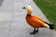 Ogar, red duck, Tadorna ferruginea walks in park in spring, summer. Village farm bird, wildlife, waterfowl