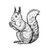 Hand drawn squirrel with the acorn, vector illustration. Black and white vintage sketch of forest animal. 
