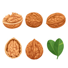 Wall Mural - walnut isolated on white background. Package design element with cutting path. Vector eps 10. perfect for wallpaper or design elements	