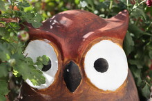 Owl In A Garden