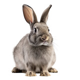 Fototapeta Zwierzęta - Cute rabbit isolated on transparent nackground