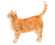 contented and happy ginger cat is standing, side view, on a white isolated background