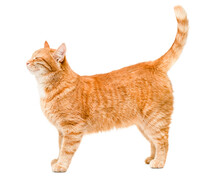 Contented And Happy Ginger Cat Is Standing, Side View, On A White Isolated Background