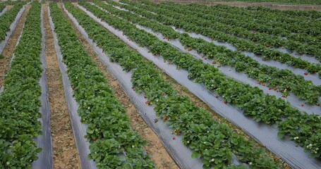 Sticker - Strawberry field in Miaoli of Taiwan