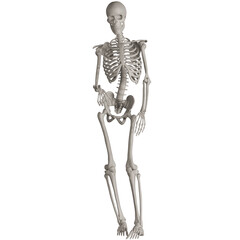 skeleton posing 3d render illustration