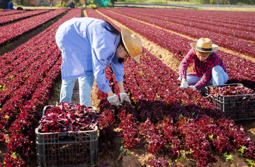 Two women gardeners, asian and caucasian, harvesting red lettuce on vegetable field.